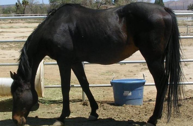 Greener Pastures - Castleton Ranch Horse Rescue