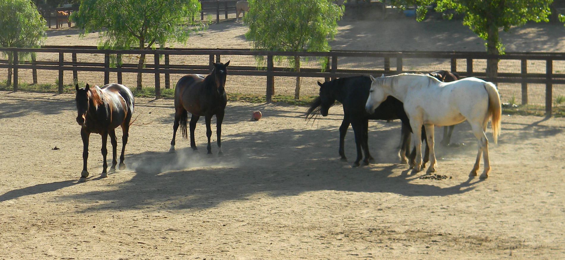 horsesplaying Castleton Ranch Horse Rescue